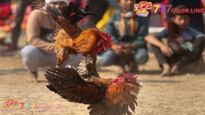 The chicken's tail is also considered a factor for you to choose a good fighting chicken
